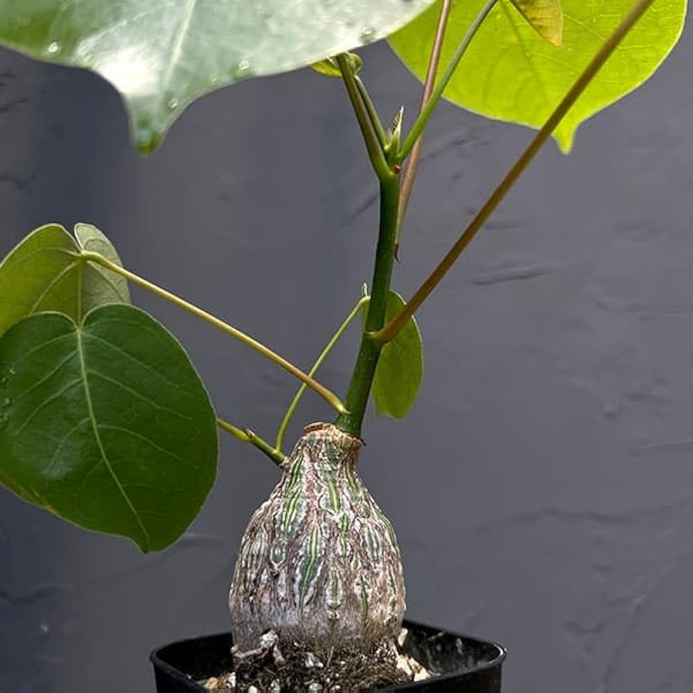 Amazon.co.jp: プセウドボンバックス：エリプチクム（実生4年株